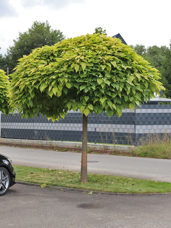 Kugelbaum Catalpa nana