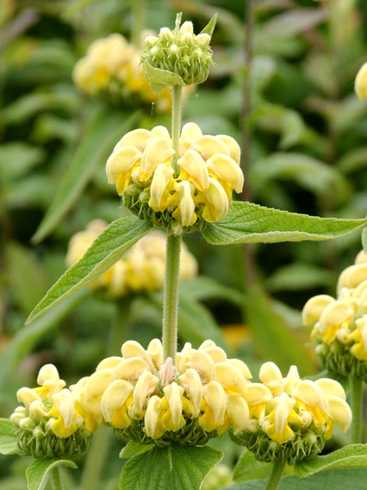 phlomis-russeliana Phlomis russeliana (syn. samia), gelbes Brandkraut