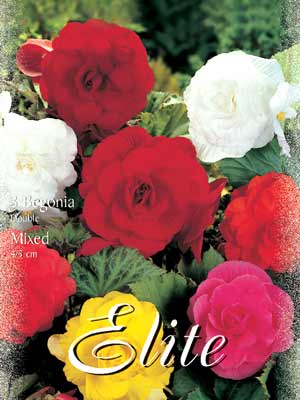 beg_gef_mix Riesenblumige Begonien, Mischung, Begonia gigantea (Art.Nr. 520850)