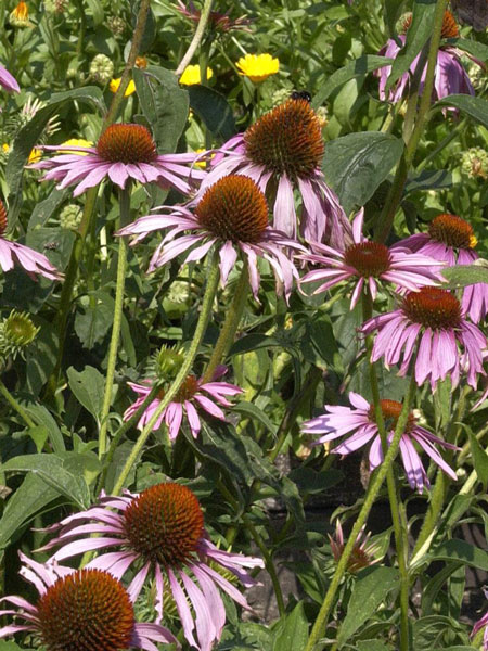 Blüten von Echinacea purpurea Echinacea purpurea Blüten