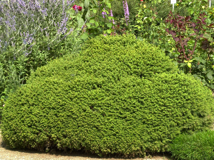 kugel-fichte-little-gem Großgewachsene Kissen-Fichte