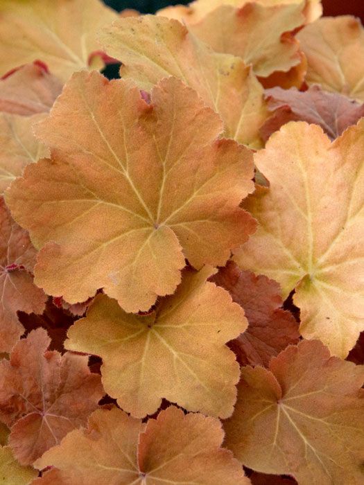 heuchera-caramel Heuchera villosa 'Caramel'®, Purpurglöckchen, Purpurblatt