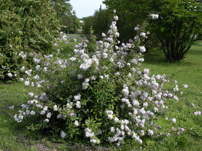 maiblume-rose-strauch55599e92be1ab Die Rosen-Deutzie als Solitärstrauch