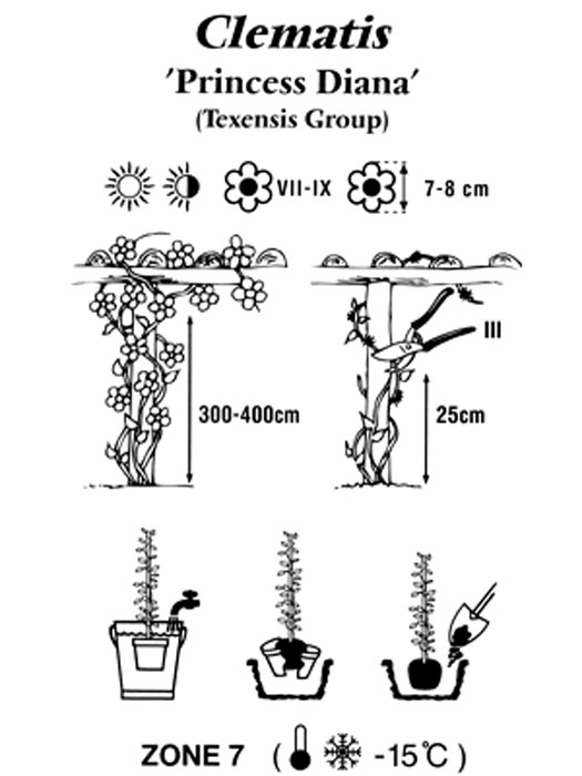 clematis-princessdiana Pflanz- und Pflegeanleitung