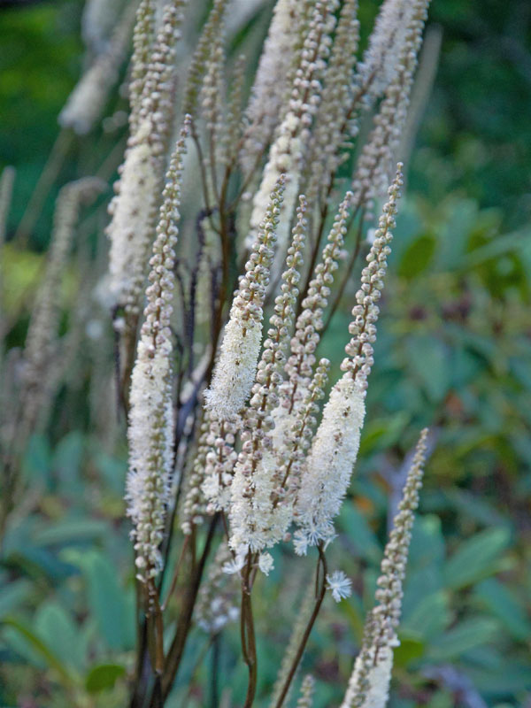 Blüte Actaea Cheju-do Nahaufnahme einer Blütenkerze von Actaea 'Cheju-do'