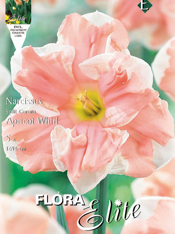 Narzisse-Apricot-Whirl Narzisse Apricot Whirl