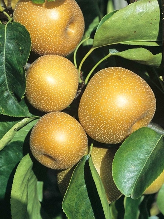 apfelbirne-kosui Apfelbirne Nashi 'Kosui', chinesische Apfelbirne, Asienbirne
