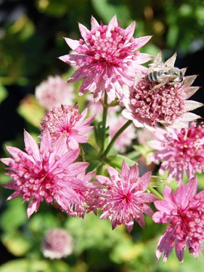 astrantia_primadonna2_79290_0 Astrantia major 'Primadonna', Große rote Sterndolde