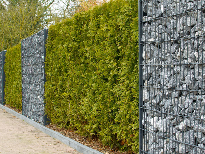 Thuja-Hecke-strassenrand Thuja occidentalis, Abendländischer Lebensbaum