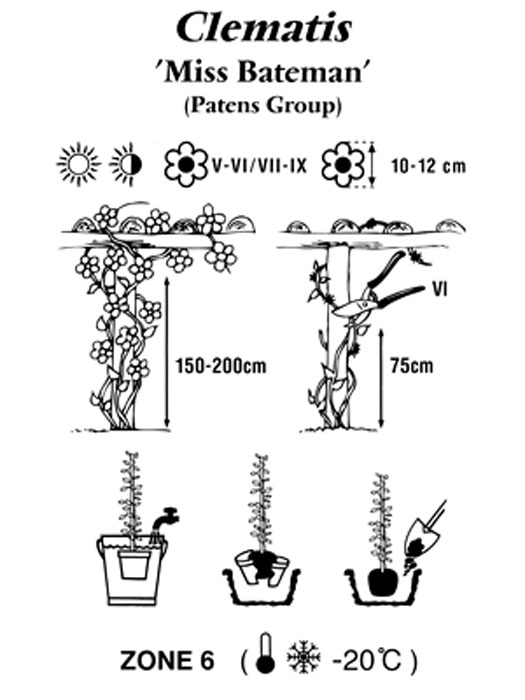 clematis-miss-bateman Pflanz- und Pflegeanleitung