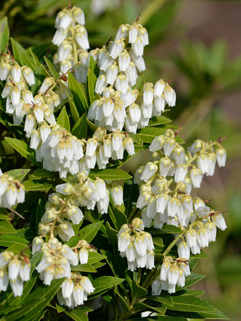 Pieris japonica 'Prelude', Schattenglöckchen Pieris japonica 'Prelude', Schattenglöckchen