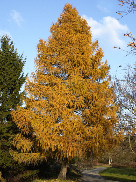 Eine Europaeische Laerche im Herbst