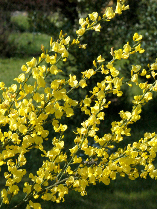 elfenbein-ginster-allgold Blüte des Elfenbein-Ginsters