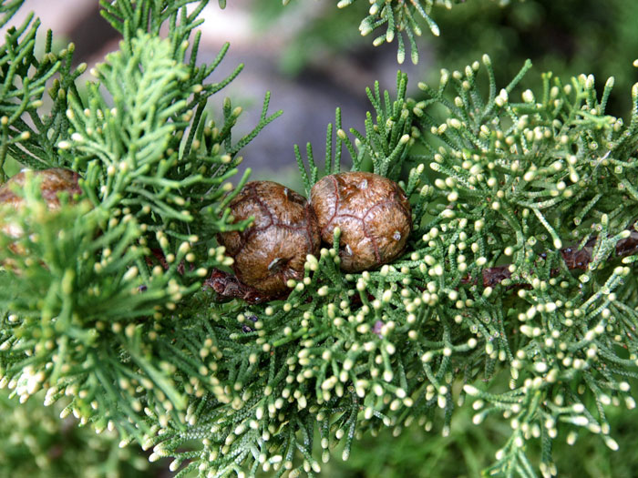 cupressus-sempervirens-totem55599c494f578 Nadeln und Zapfen der Toscana-Zypresse