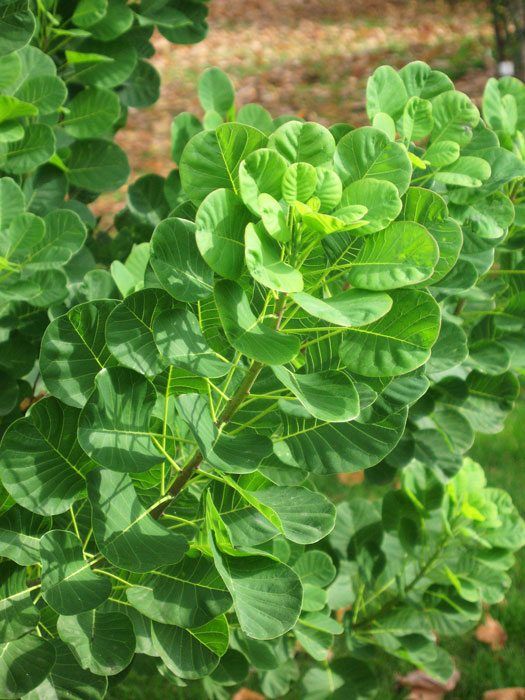 perueckenstrauch-lady-blatt Sattgrünes, junges Laub