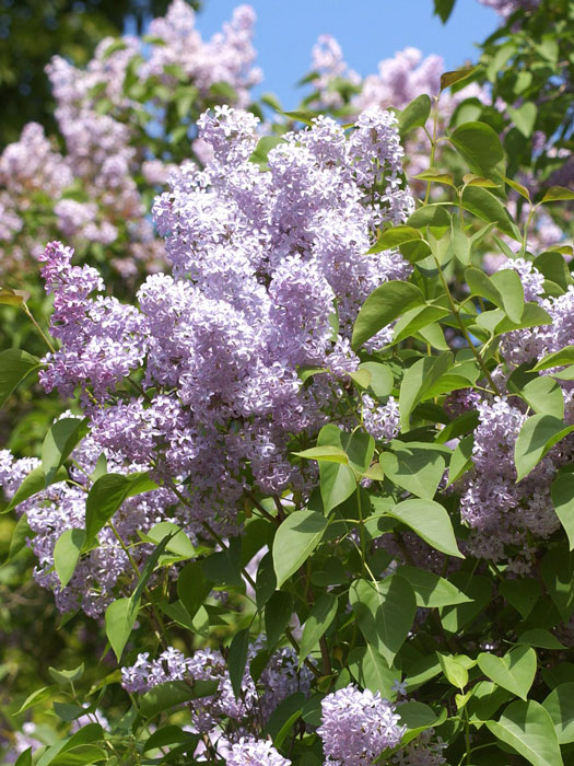 gemeiner-flieder5559943ede08b Wildflieder Blüte