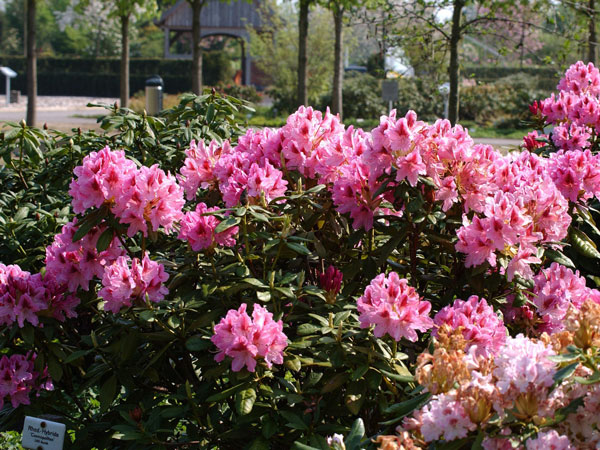 rhododendron-cosmopolitan Rhododendron 'Cosmopolitan'