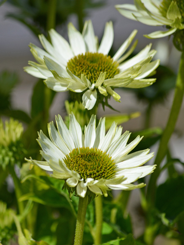 Zwei Bluetenkoepfe der Echinacea Jade