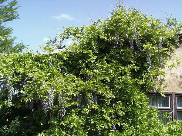 blauregen-macrobotrys Blauregen Macrobotrys Kletterpflanze