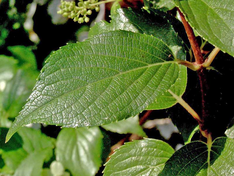 Blatt einer Rispenhortensie Kyushu