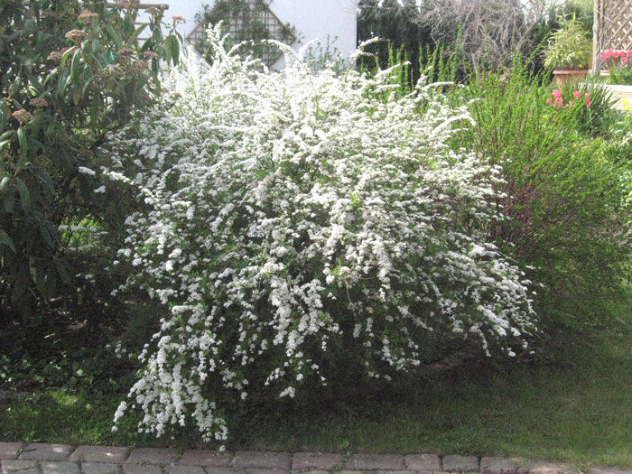 spiraea-grefsheim55599ea2bcf7b Spirea Grefsheim Blütenhecke