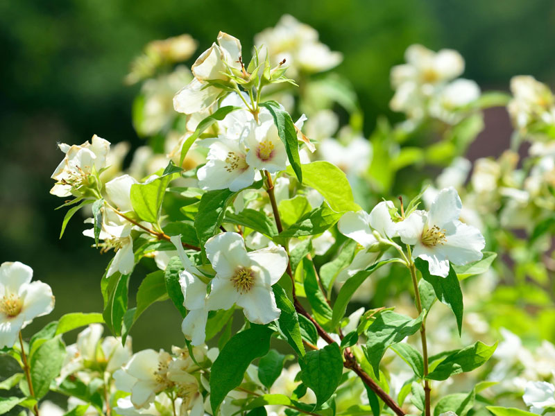 Philadelphus 'Belle Etoile', Gartenjasmin Philadelphus 'Belle Etoile', Gartenjasmin