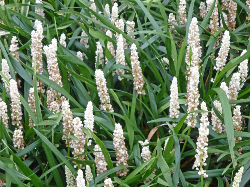 Liriope muscari 'Monroe White', Lilientraube, Glöckchentraube