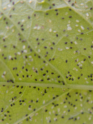 larven_parasitiert_80549_1