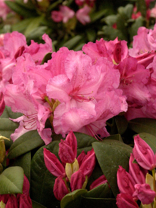 rhododendron-walkuere Rhododendron 'Walküre'