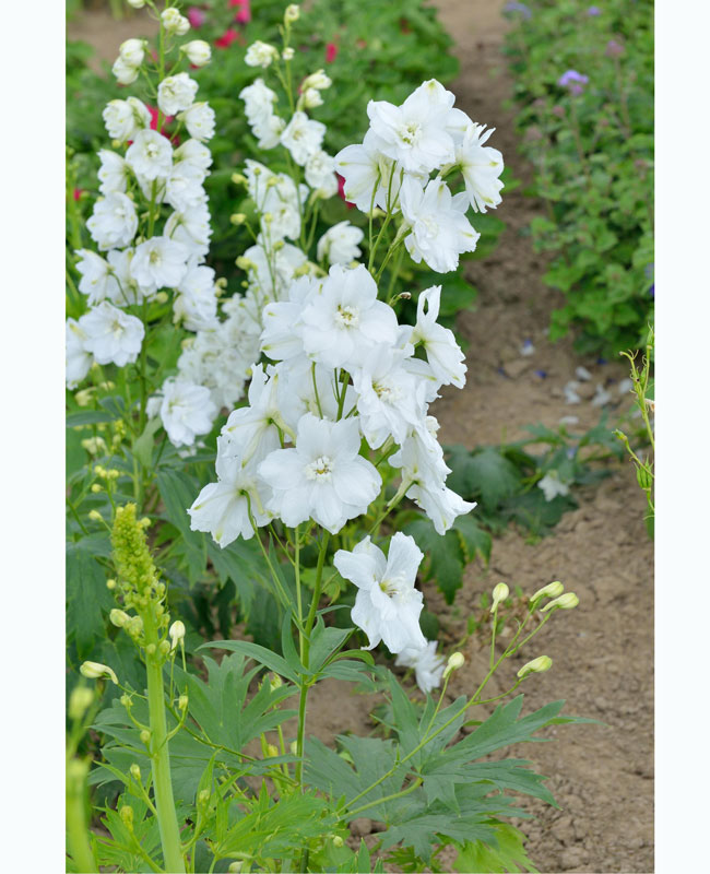 rittersporn-white Delphinium Magic Fountain 'White', Gefüllter Rittersporn