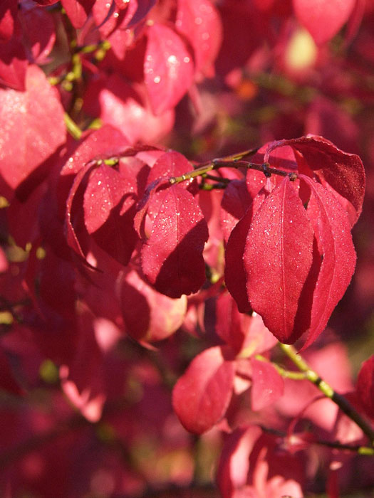 spindelstrauch-nieder Rote Herbstfärbung des niedrigen Kork-Spindelstrauchs