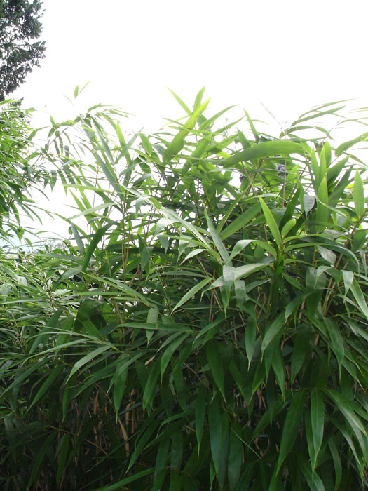 pseudosasa-japonica