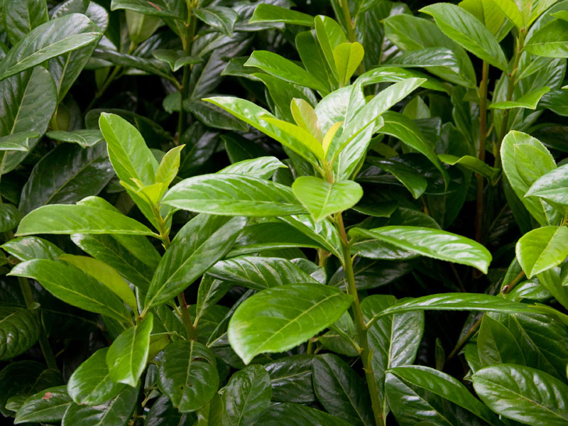 Blatt Kirschlorbeer Blatt eines Kirschlorbeers
