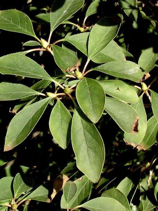 enkianthus-campanulatus-blatt Laubblätter der Prachtglocke
