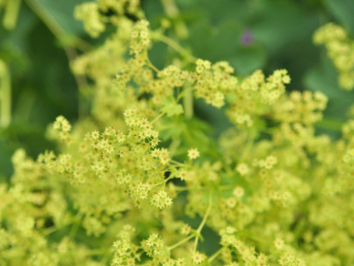 frauenmantel-epipsila Die Blüte des kahlen Frauenmantels aus der Nähe