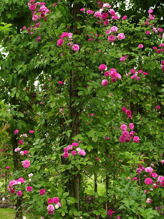 rose-super-excelsa-strauch Strauch der Rose Super Excelsa