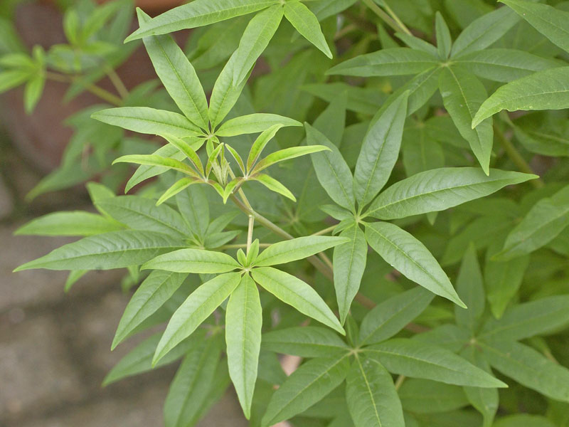 Blaetter des Moenchspfeffers