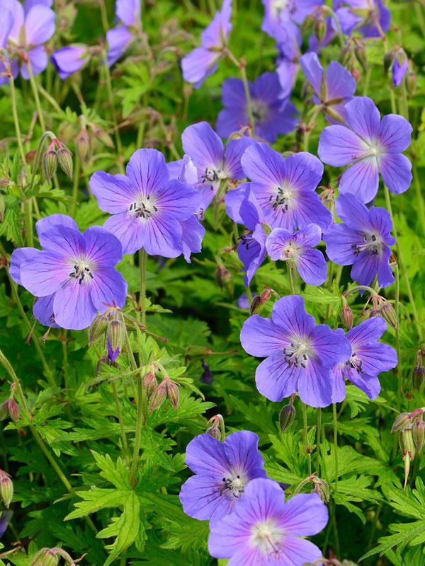 Wiesenstorchschnabel Johnsons Blue