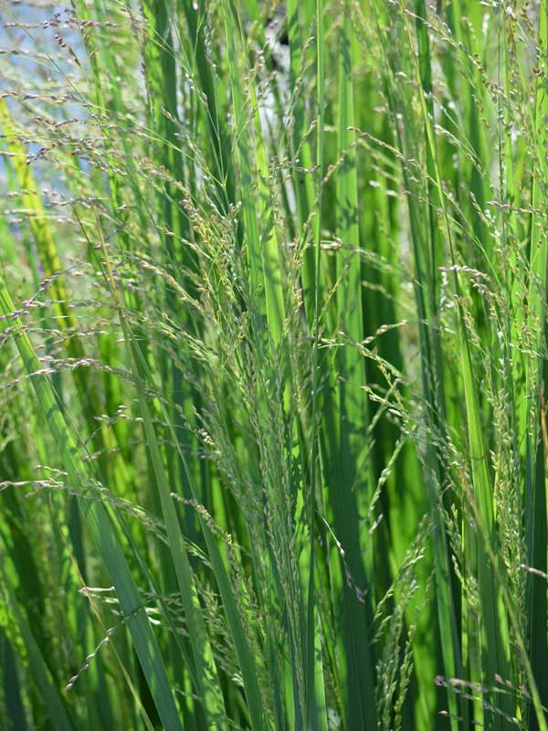 Bluetenrispen der Zierhirse Northwind Grau-gruene Bluetenrispen der Zierhirse Northwind