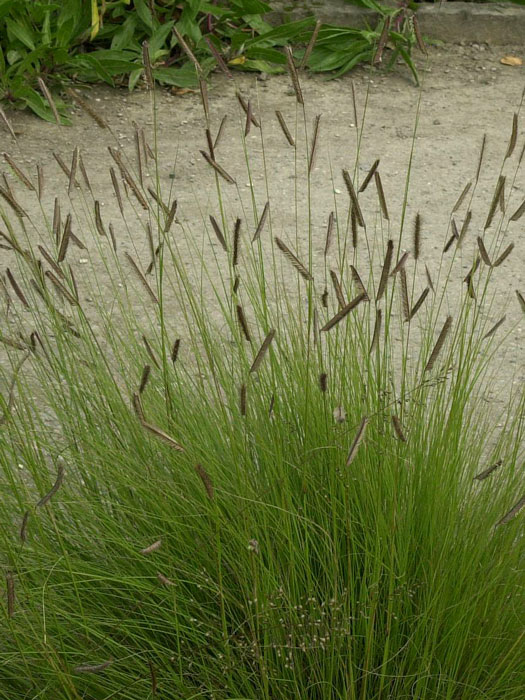 bouteloua-gracilis Bouteloua gracilis (M), Moskitogras,  Haar-Schotengras