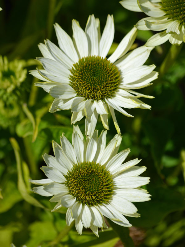 Blueten der Echinacea Jade aus der Vogelperspektive