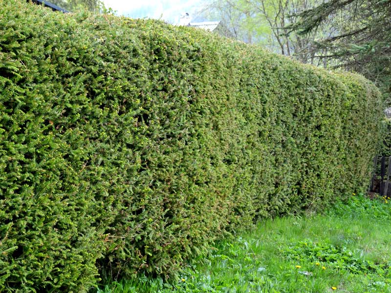 Picea abies als Hecke gepflanzt