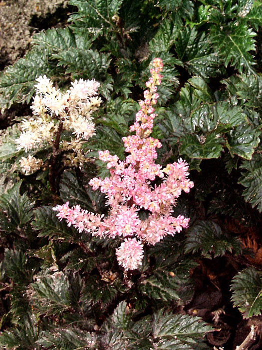perkeo-astilbe Blatt und Blüte auf einen Blick