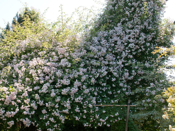 rosen-pauls-himalayan Kletterrose Paul´s Himalayan Musk Ramler