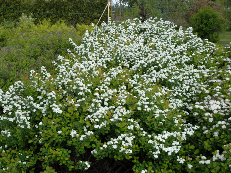 spiraea-betulifolia-hecke Spiraea betulifolia, Birkenblättrige Spiere