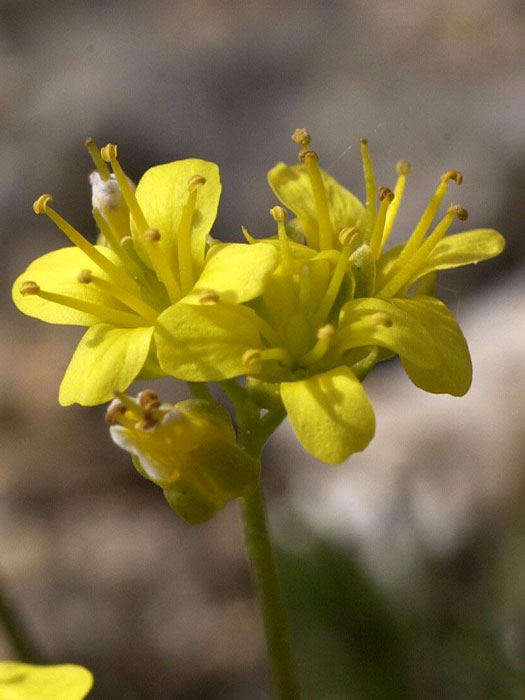 draba-aizoides-bluete Draba aizoides, Felsenblümchen, Hungerblümchen