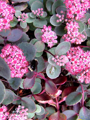 pflaumen-fetthenne Sedum cauticola, Pflaumen-, Himalaja- oder Purpur-Fetthenne