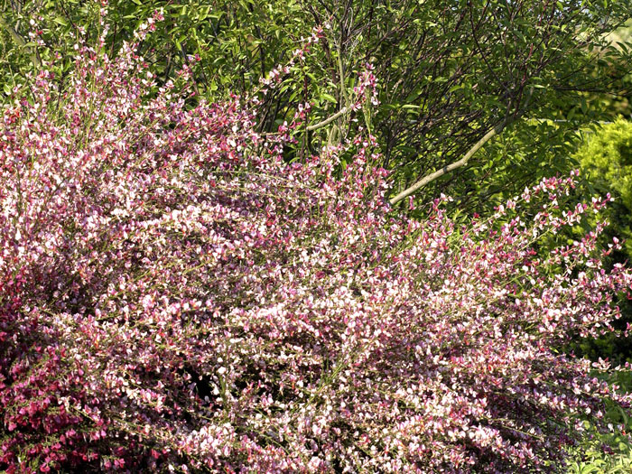 cytisus-hollandia Der rote Elfenbein-Ginster