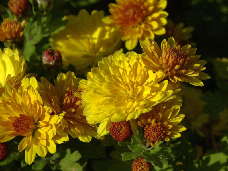 chrysantheme-bienchen Chrysanthemum Indicum-Hybride 'Bienchen', Herbst-Chrysantheme