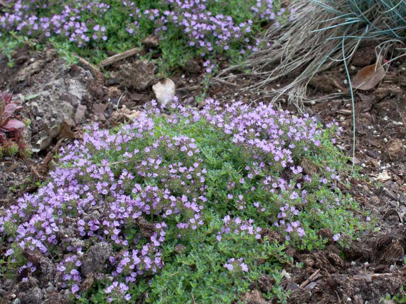 Polsterthymian 'Bressingham Seedling' in einem Beet